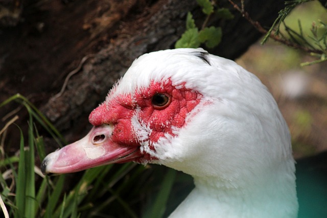 来就是中华 来就是中华